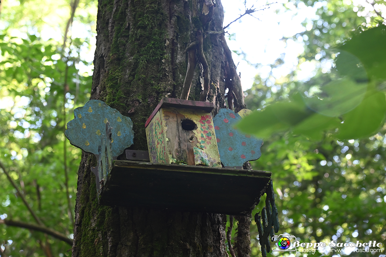 VBS_4768 - Il bosco fatato - Montaldo Roero.jpg